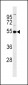 GSS Antibody (C-term)